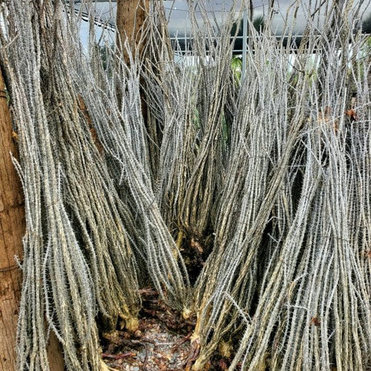 Ocotillo Bareroot - Special Order - #556