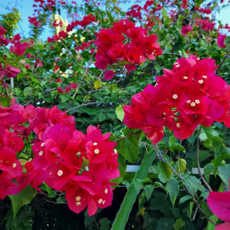 Barbara Karst Bougainvillea - Staked - 1 Gallon -  #1195