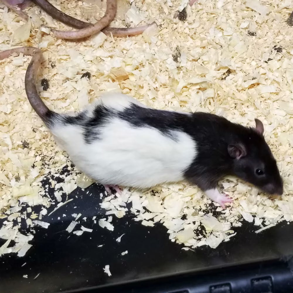 Live Small Feeder Rat - #25045