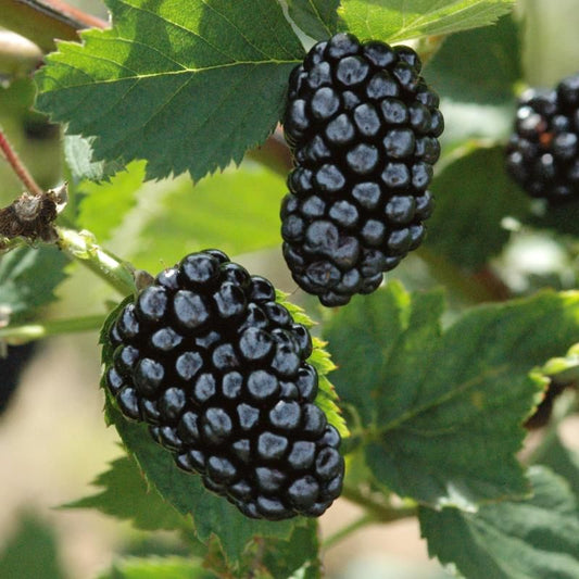 Natchez Thornless Blackberry - 5 Gallon - #24215
