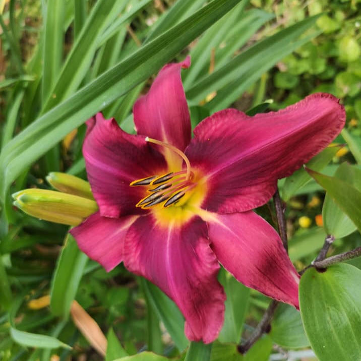 Russian Rhapsody Daylily - 1 Gallon - #31934