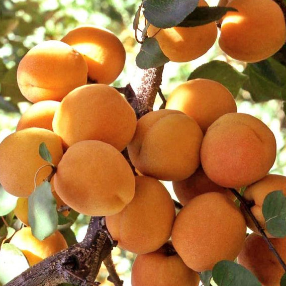 Blenheim Apricot - 5 Gallon - #3539