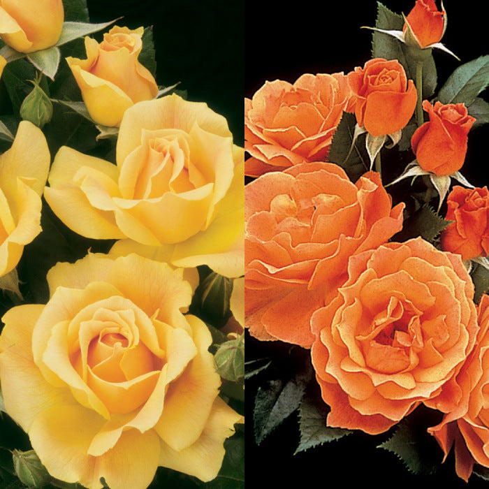 Rose Tree Easy Going & Livin' Easy - 36" - 15 Gallon - #32583