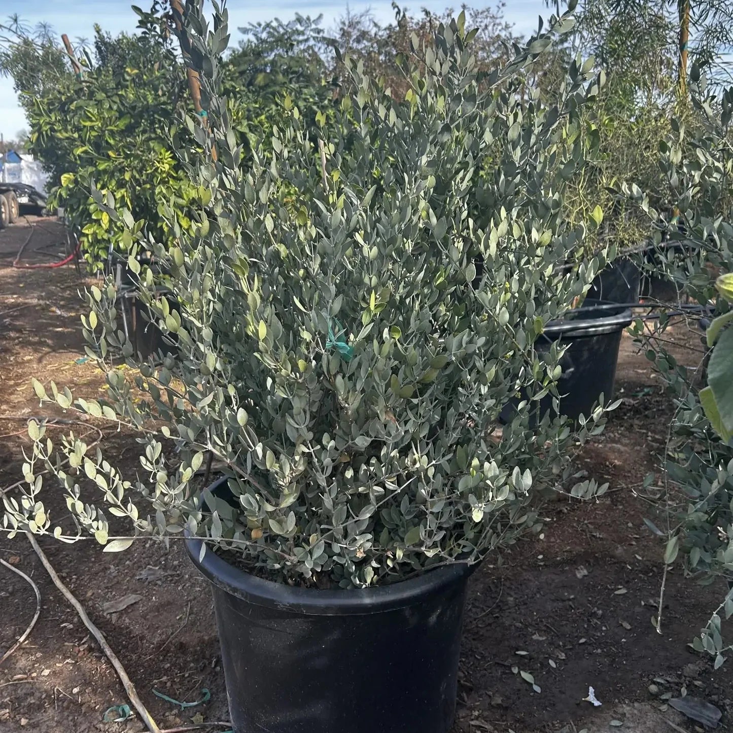 Jojoba - 5 Gallon