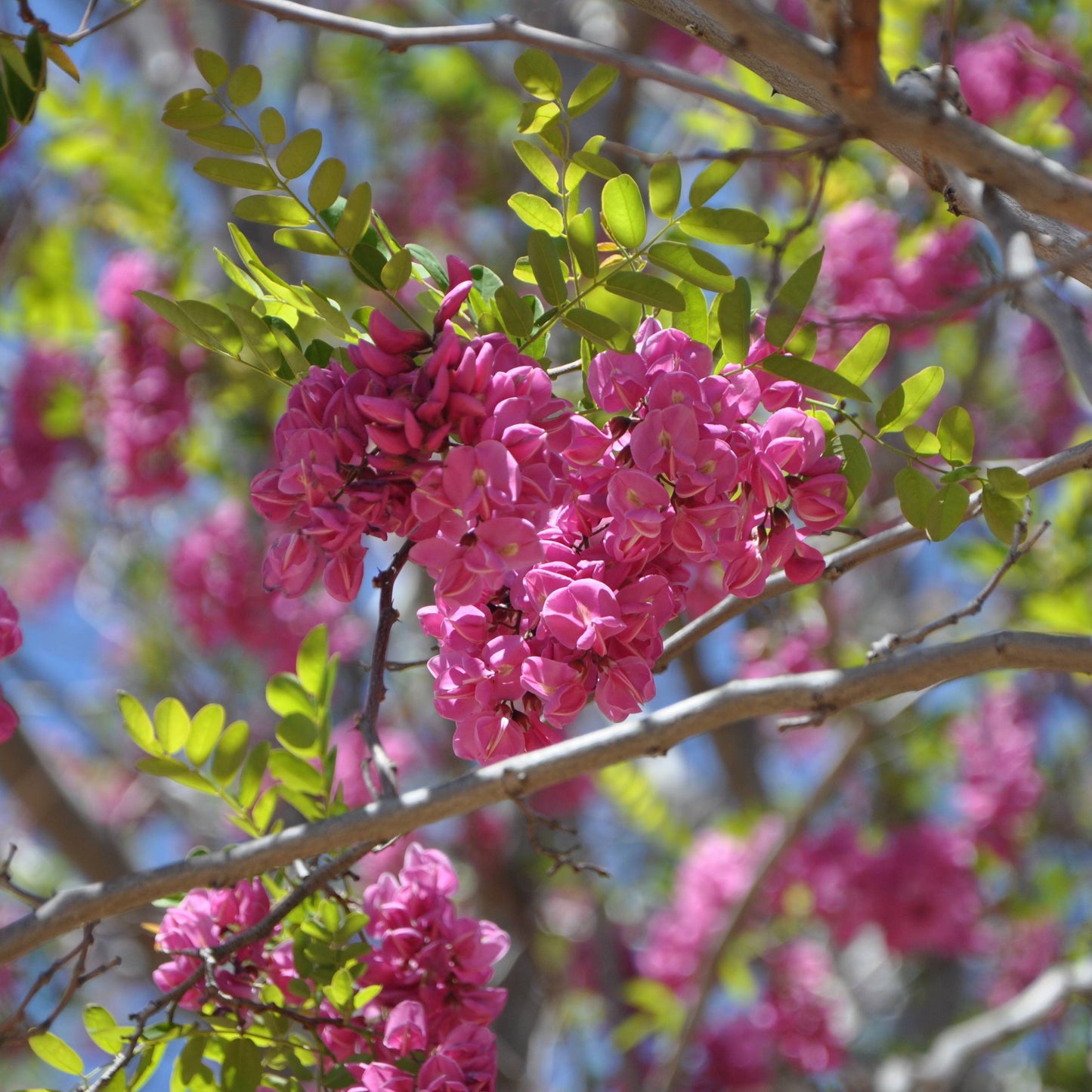 Purple Robe Locust - Robinia ambigua - 15 Gal