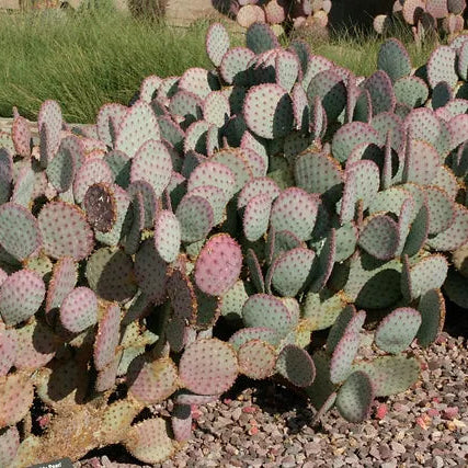 Prickly Pear 'Purple Santa Rita' - 5 Gallon - #14453