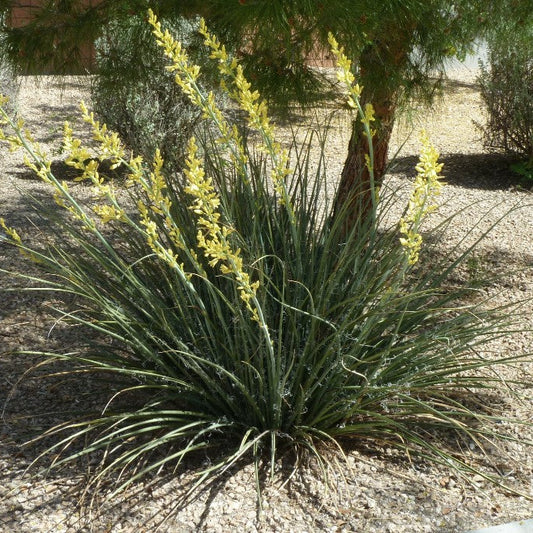 Little Miss Sunshine Dwarf Yellow Yucca - 2 Gallon - #32757