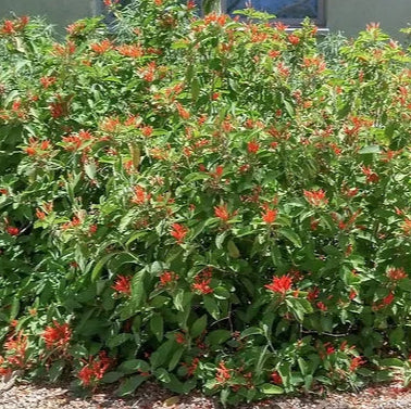 Veracruz Orange Mexican Honeysuckle - 1 Gallon - #21857