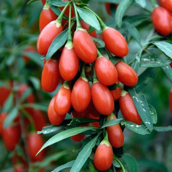 Goji Berry 'Red' Staked - 2 Gallon - #31925