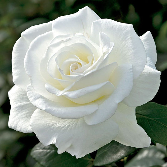 Rose Tree Sugar Moon - 36" - 15 Gallon - #29795
