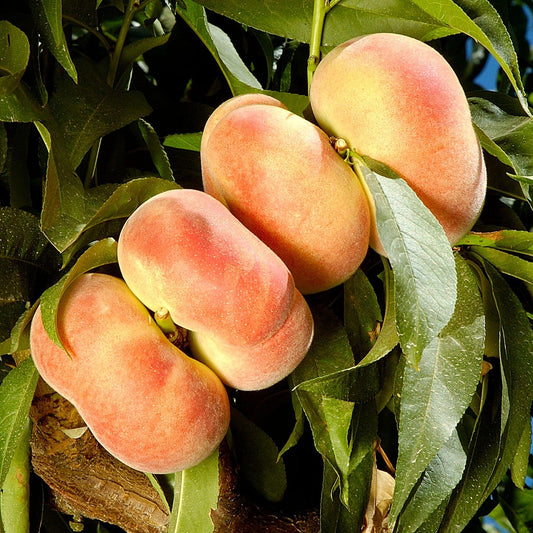 Stark Saturn White Donut Peach - 15 Gallon - #9352