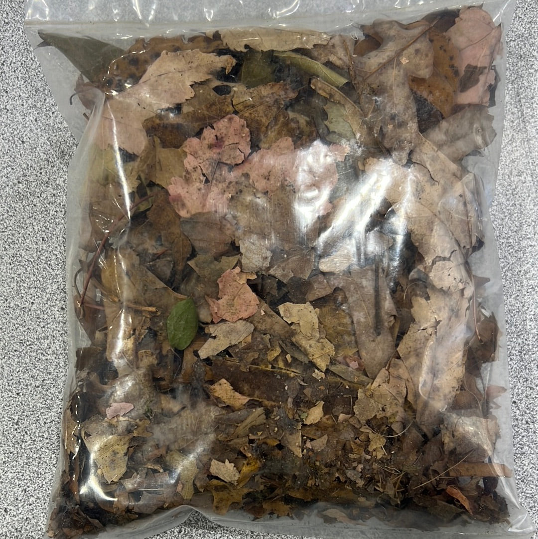 Leaf Litter