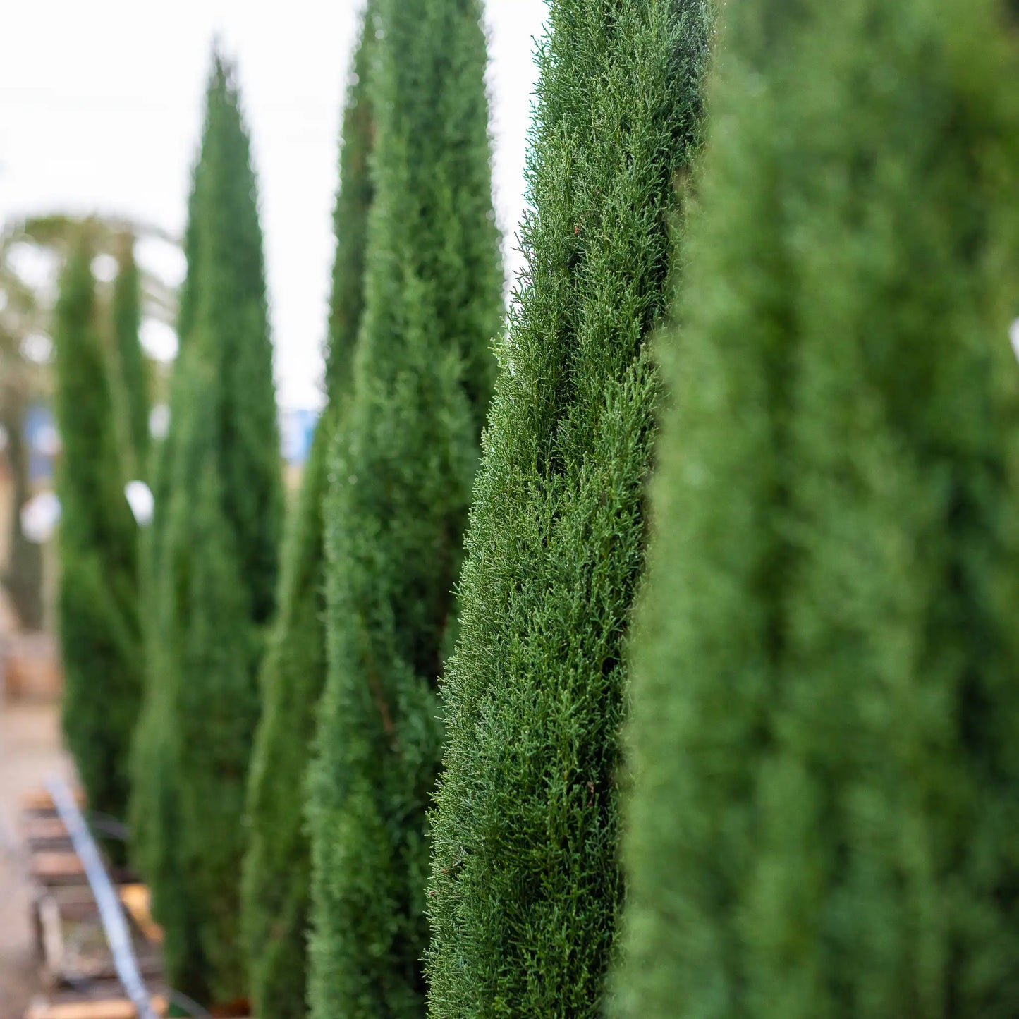 Italian Cypress - 5 Gallon - #3460