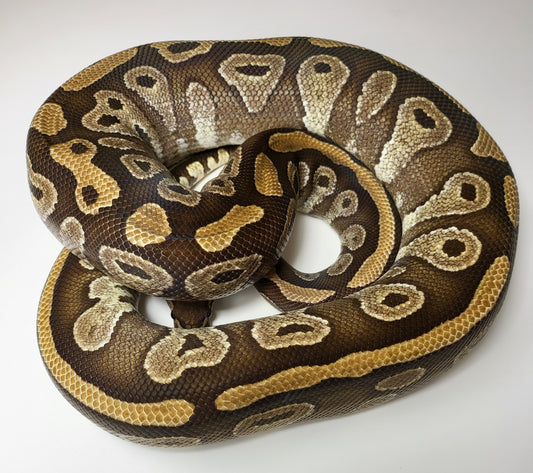Mojave Ball Python - #28031