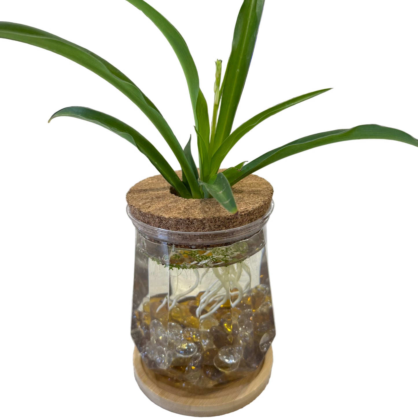 Plant in a Plastic Jar - 5" Tall - Large - #32438