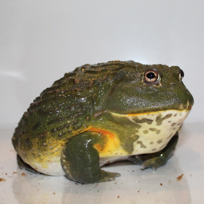 Giant Pixie Frog - #27283