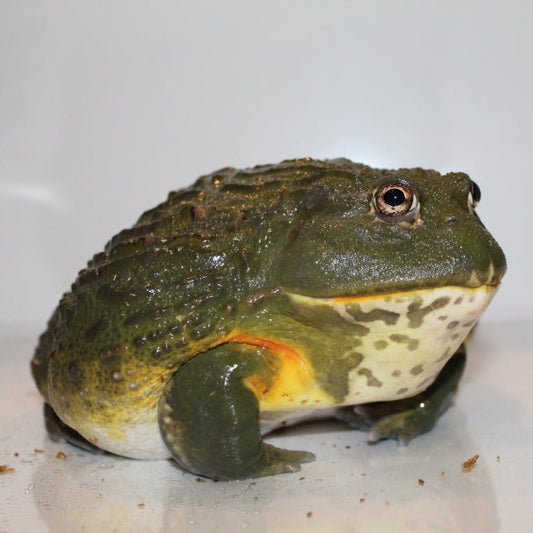 Giant Pixie Frog - #27283