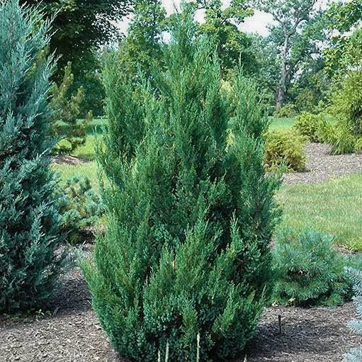 Blue Point Juniper - Grow Bag - #33228