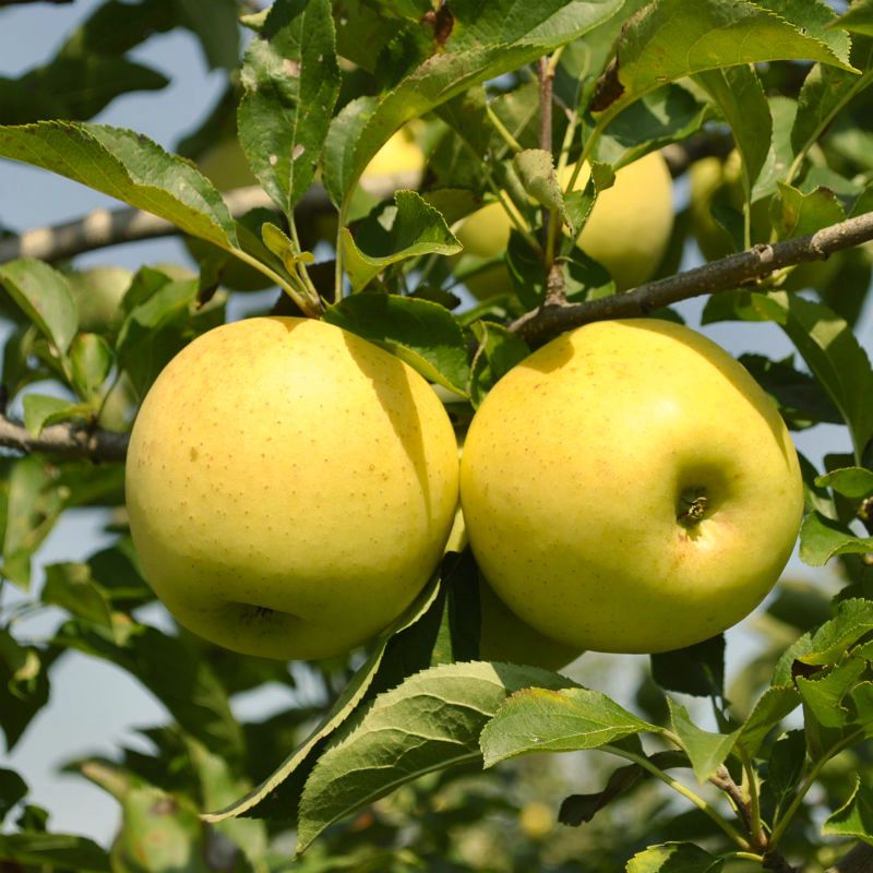 Apple 'Golden Delicious' - 5 Gallon - #31926