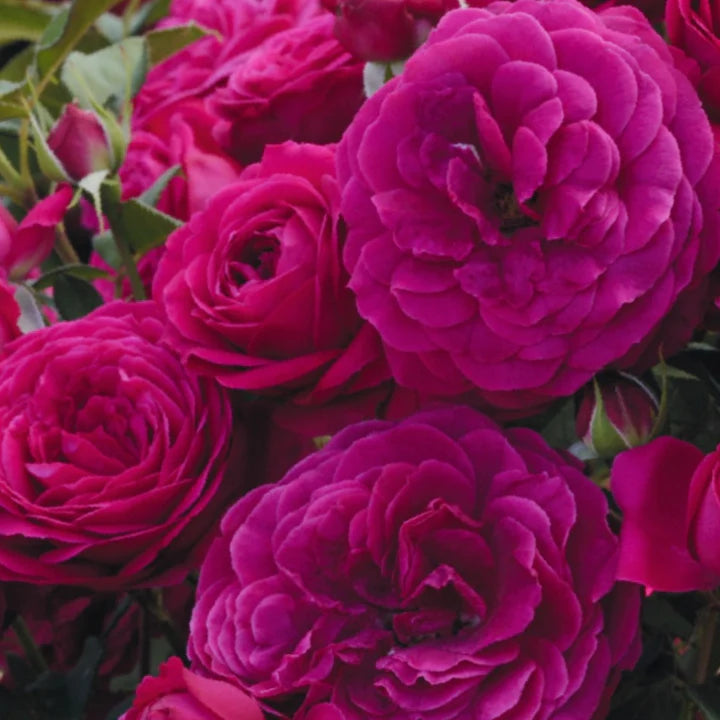 Rose Tree Celestial Night - 36" - 7 Gallon - #32587