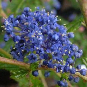 California Lilac 'Concha' - 5 Gallon - #32104