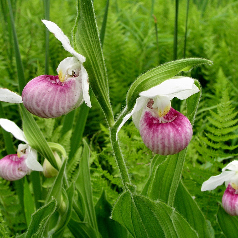 Lady's Slipper Plant - 3 Gallon - #31949