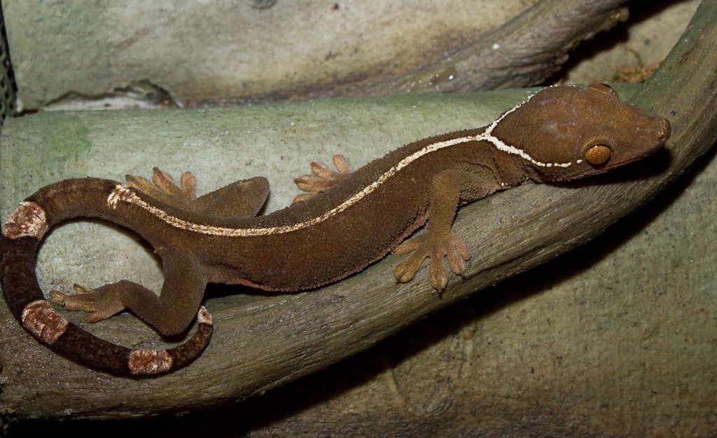 White Lined Gecko - #32294