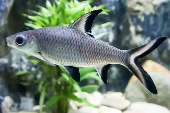 Bala Shark - #
