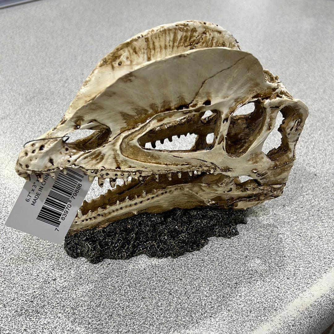Dino Decor - The Bio Dude