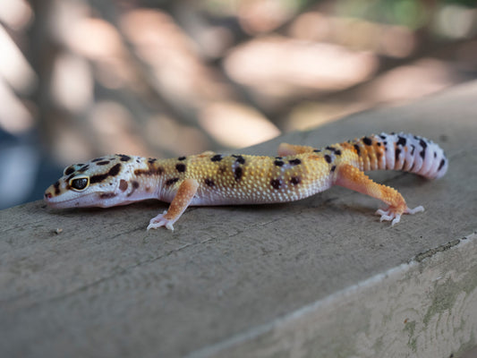 Juvenile Leopard Gecko - #27345