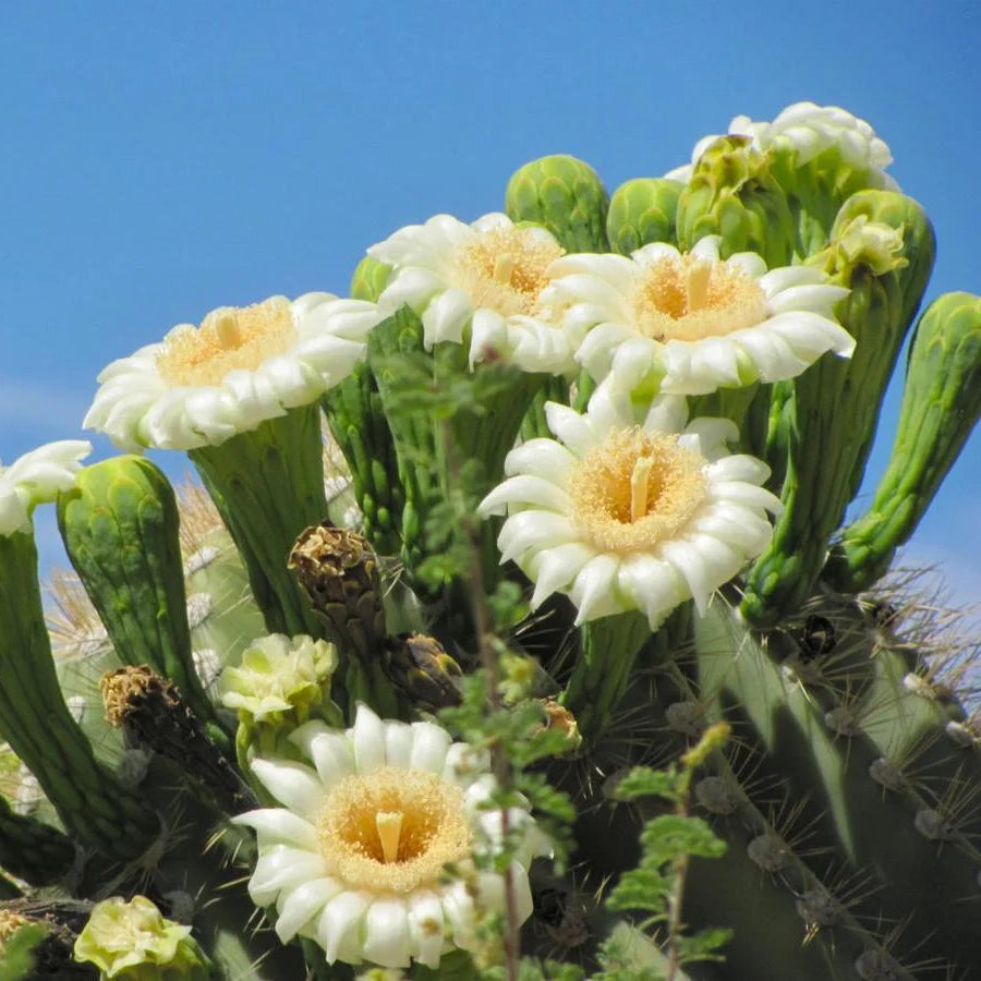 Saguaro Cactus - By the Foot - Special Order