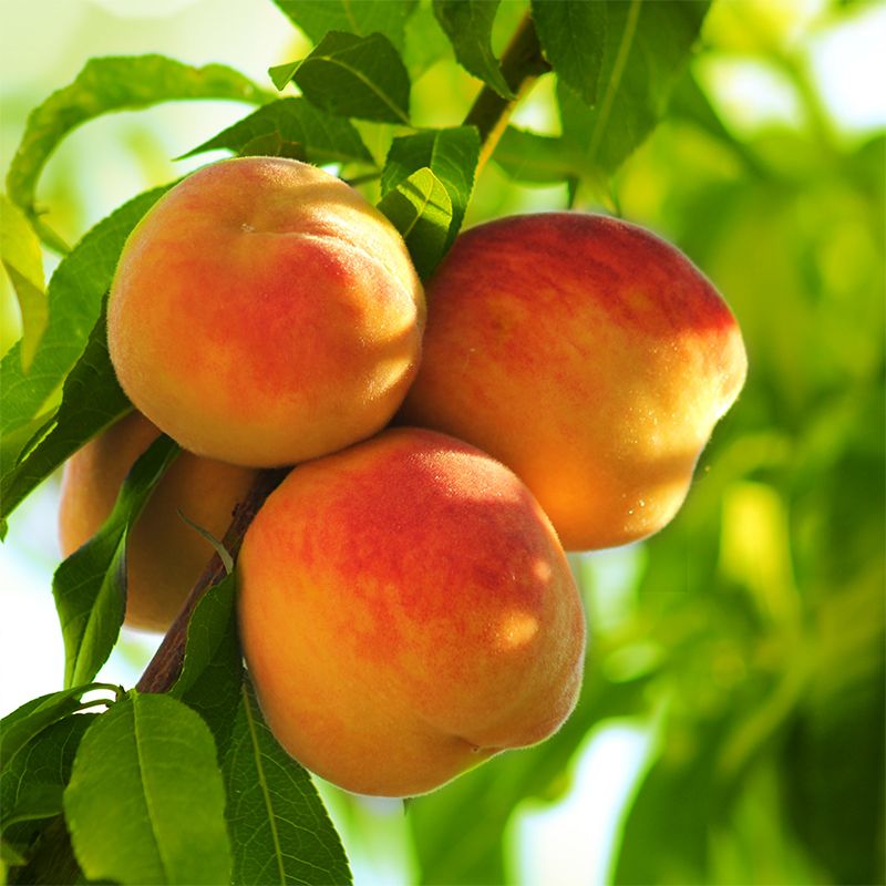 Peach 'Early Elberta' - 5 Gallon - #3541