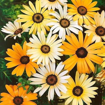 Seeds Annual African Daisy Flower Mix - 5000 Seed Count