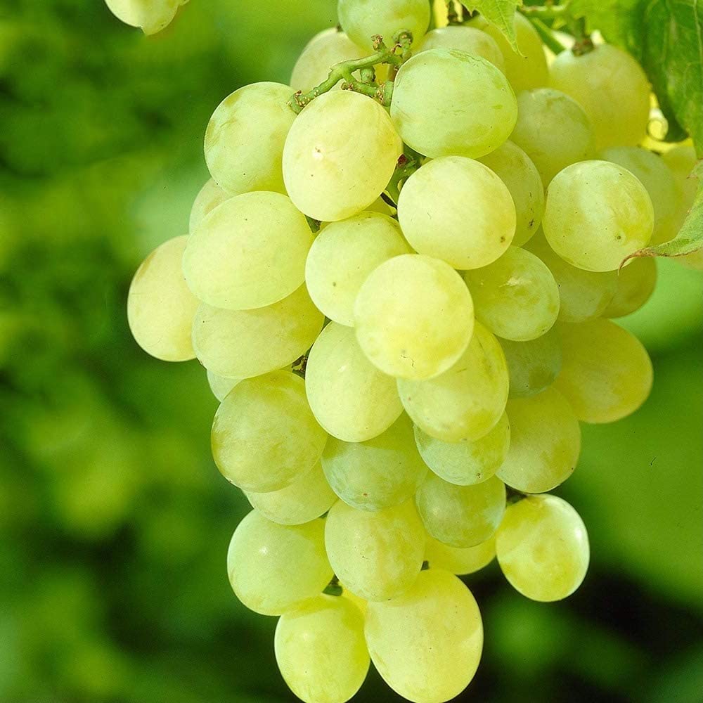 Grape 'Himrod' - 5 Gallon - #32550
