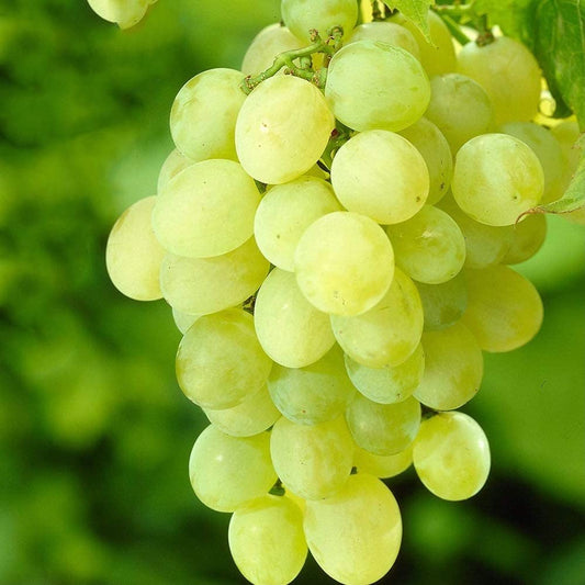 Grape 'Himrod' - 5 Gallon - #32550