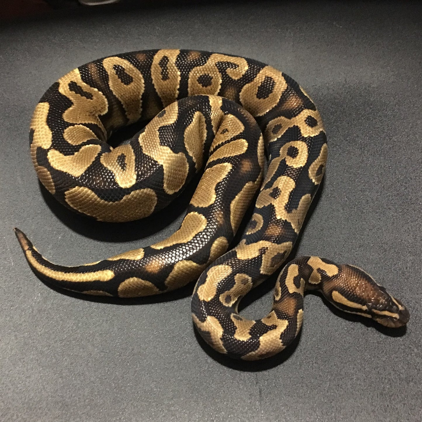 Yellow Belly Ball Python - #28746