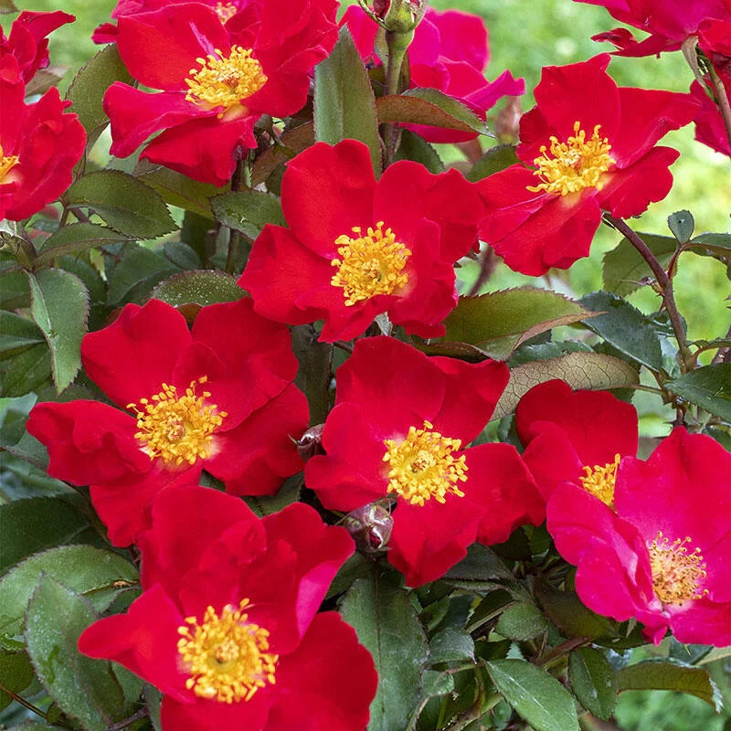 Rose 'Top Gun' - 2 Gallon - #28325
