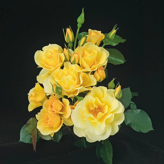 Rose Sky's the Limit - Climber - TNP - #25708