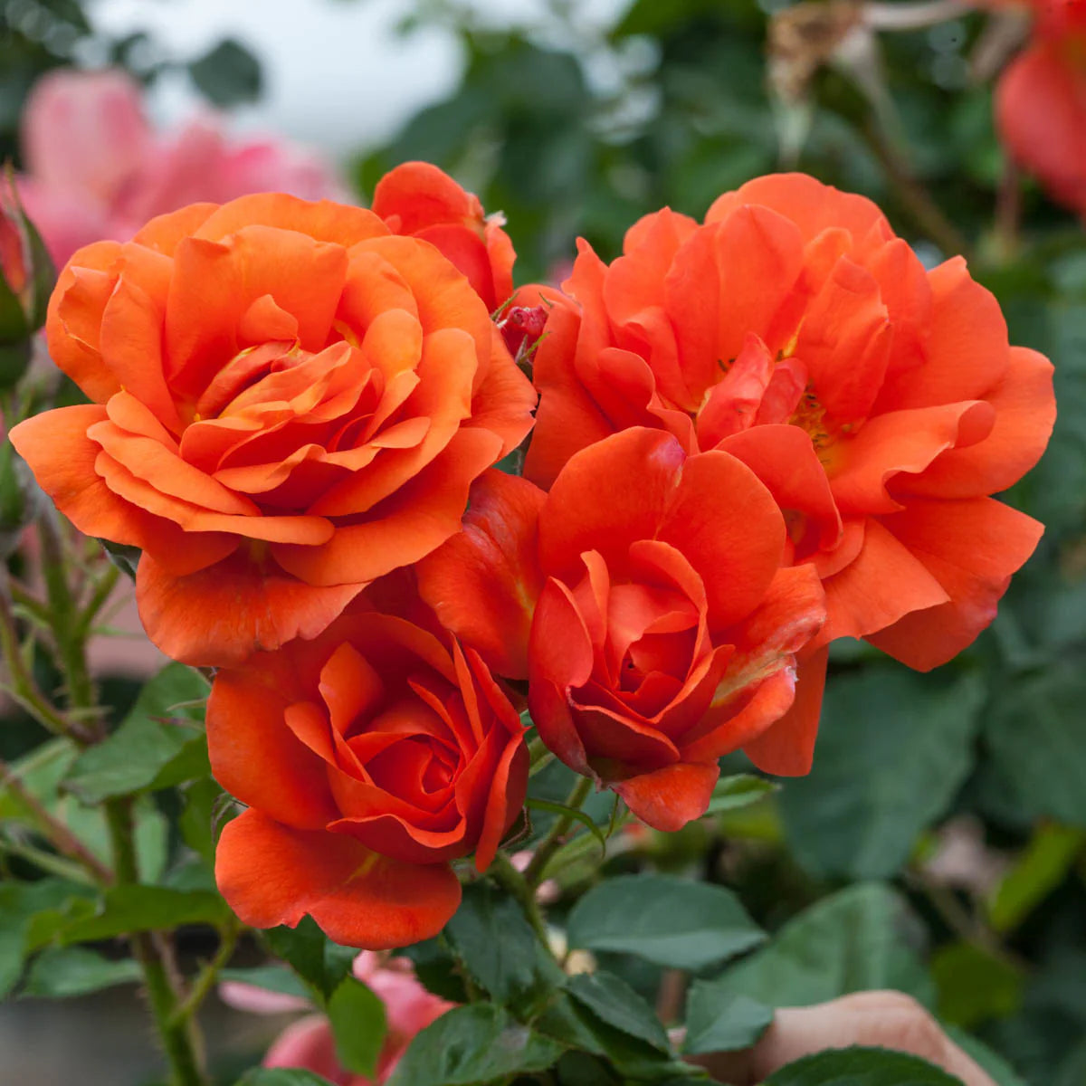Rose Above All - Climber - TNP - #27826