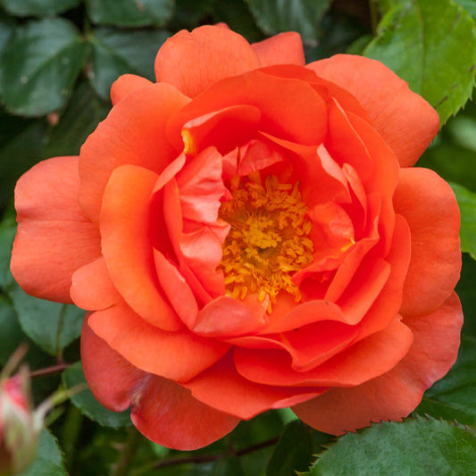 Rose Above All - Climber - TNP - #27826