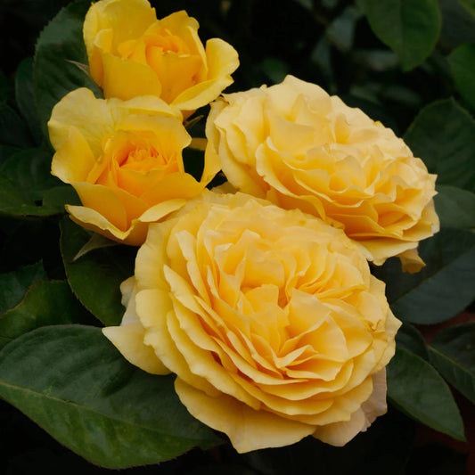 Rose Doris Day - Floribunda - TNP - #27806