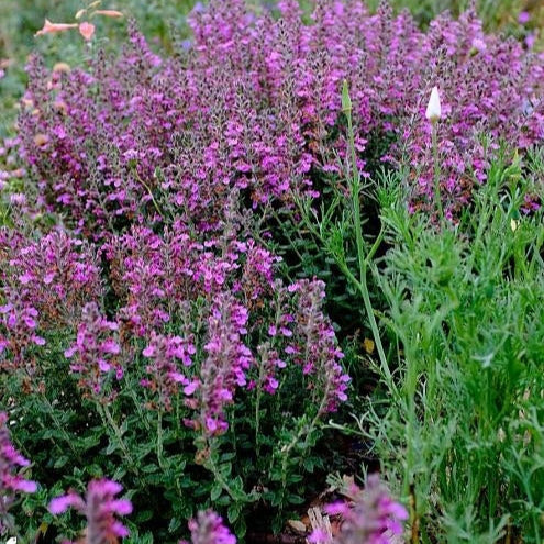 Germander 'Trailing' - 1 Gallon - #3770