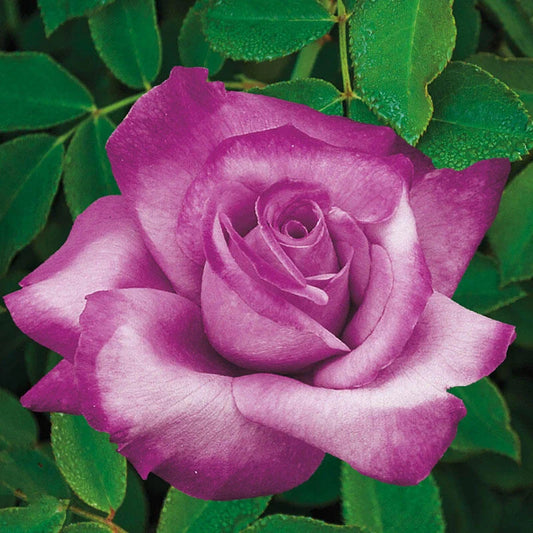Rose Fragrant Plum - Grandiflora - TNP - #27448