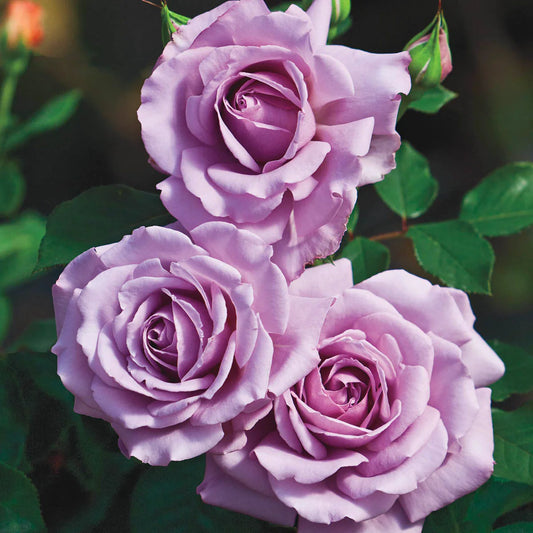 Rose Love Song - Floribunda - TNP - #29779