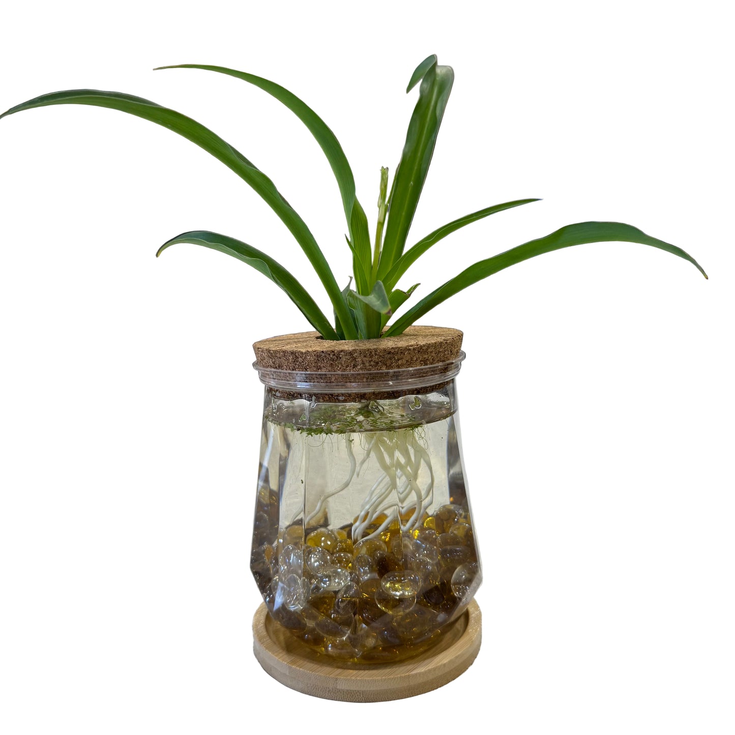 Plant in a Plastic Jar - 5" Tall - Large - #32438