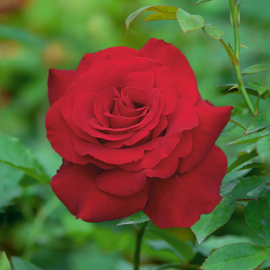 Rose Opening Night - Hyrbid Tea - TNP - #27799