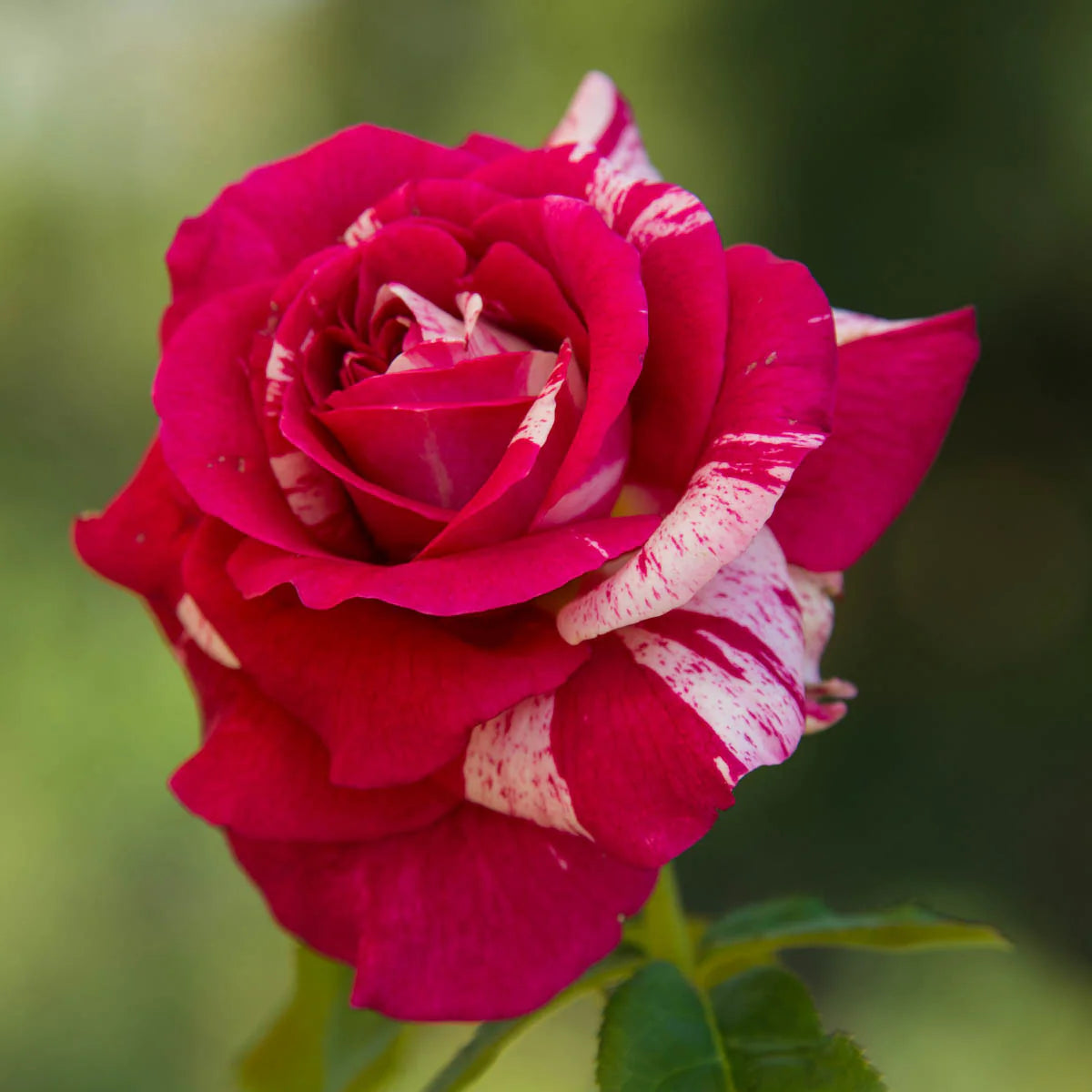 Rose Scentimental - Floribunda - TNP - #25017