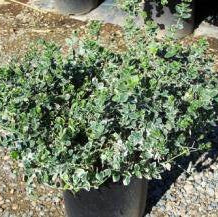 Variegated Box Leaf Euonymus - 5 Gallon - #27941