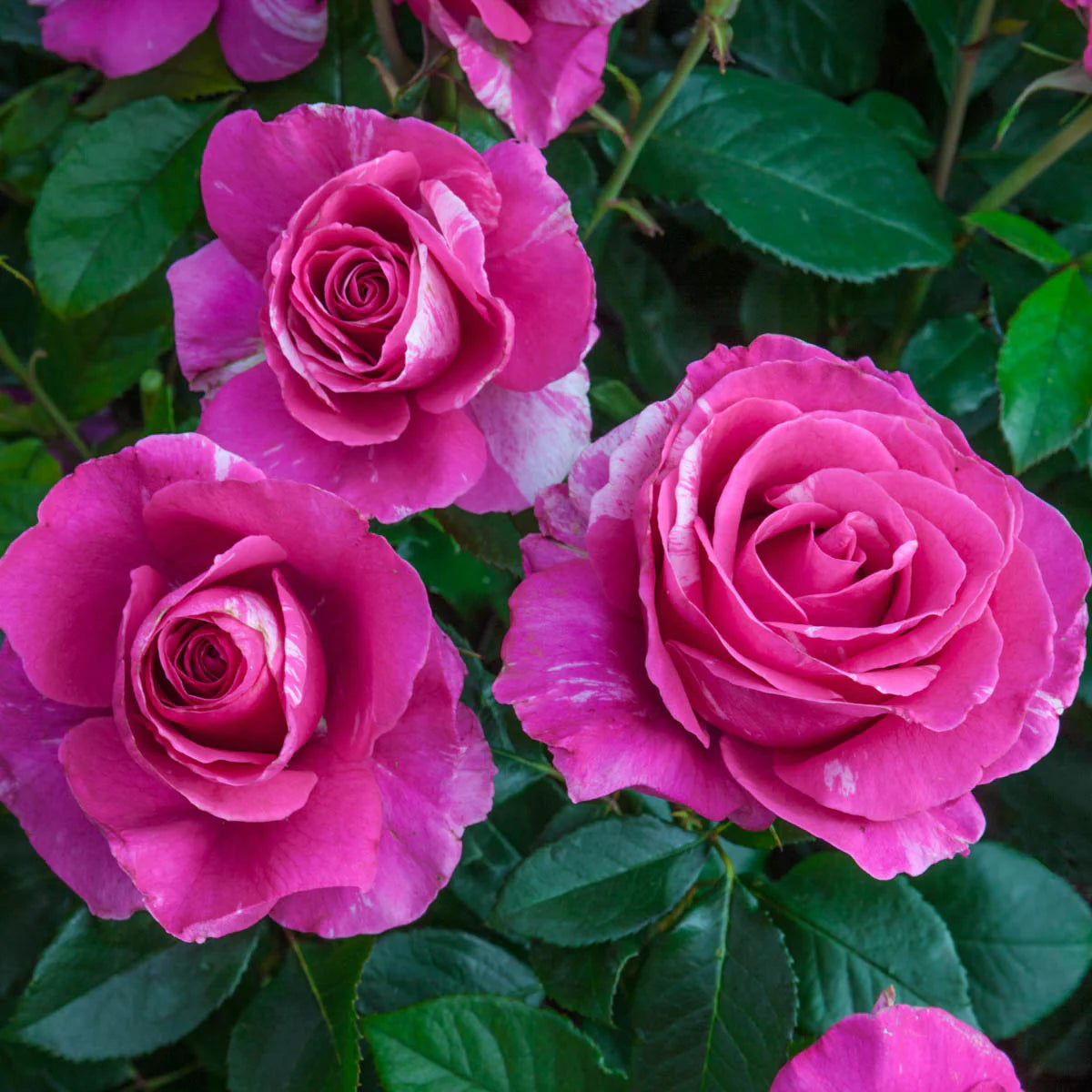 Rose Parade Day - Grandiflora - TNP - #27460