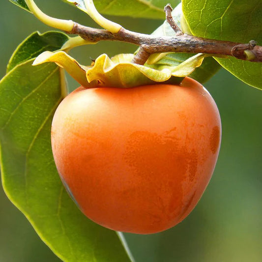 Persimmon 'Hachiya' - 5 Gallon - #31923